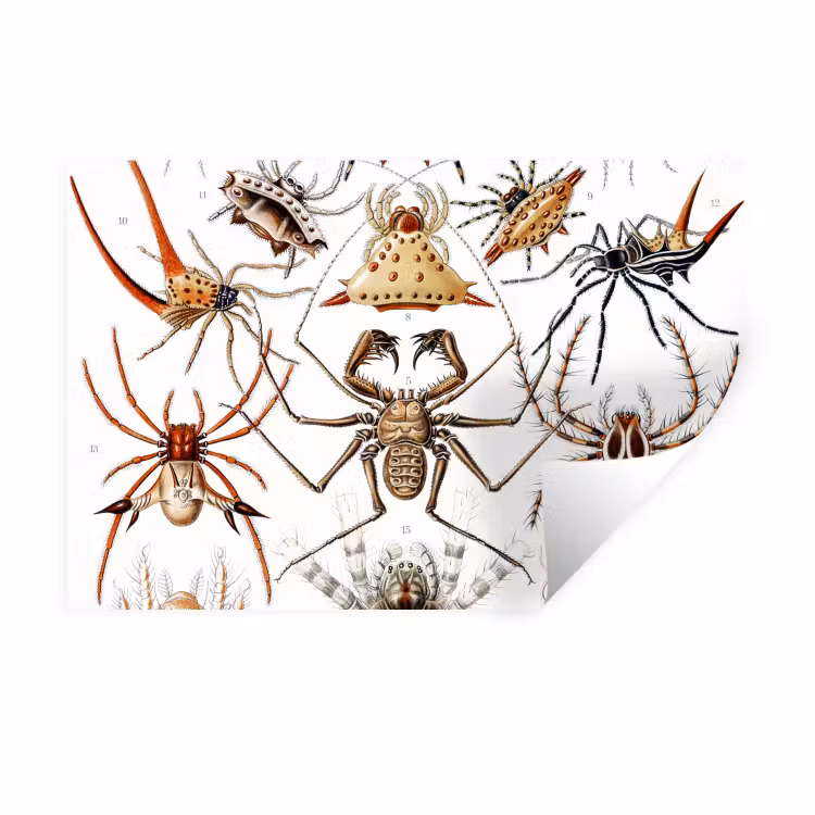Muursticker - Retro - Spin - Ernst Haeckel - Spinnen — 1