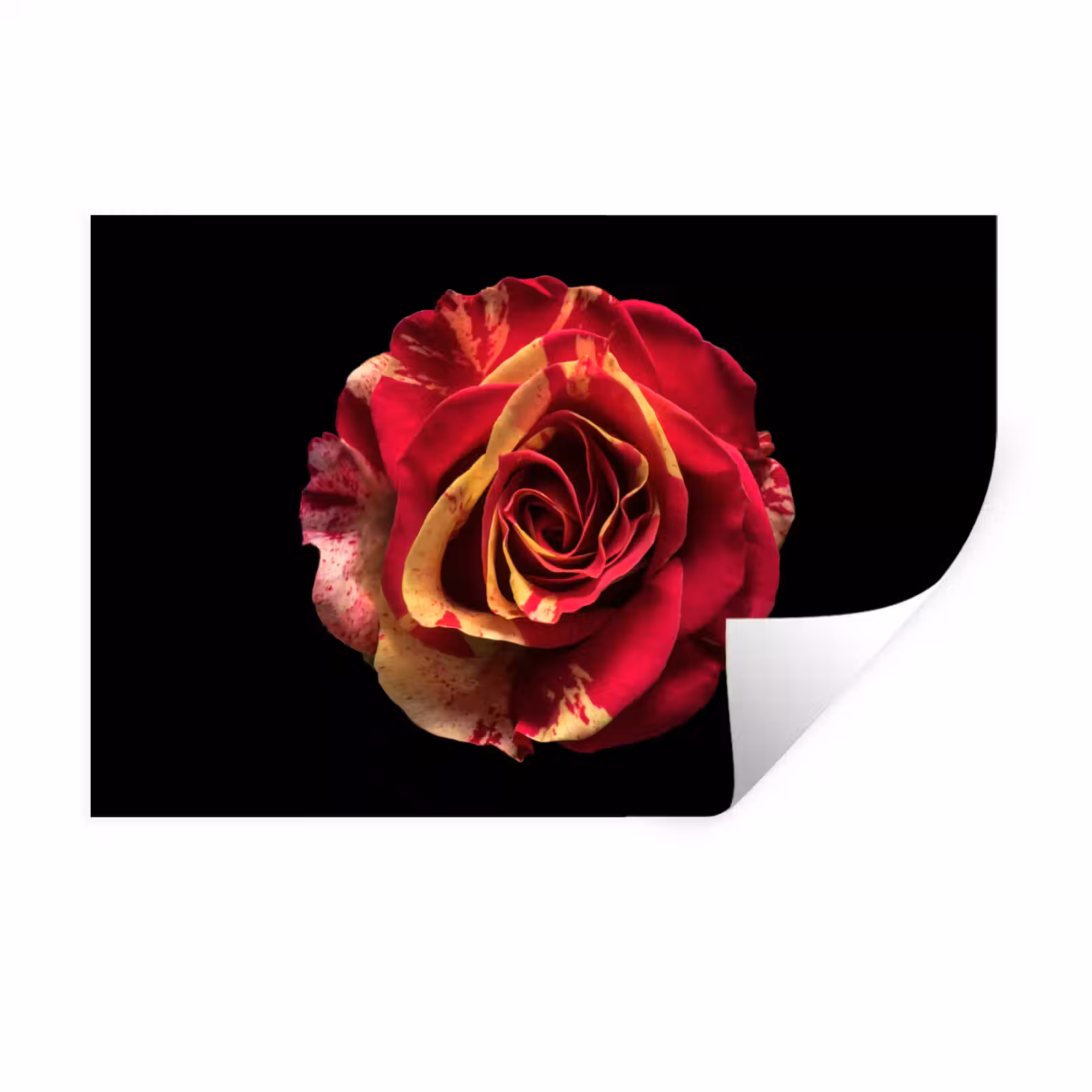 Muursticker - Bloem - Roos - Rood - Zwart — 1