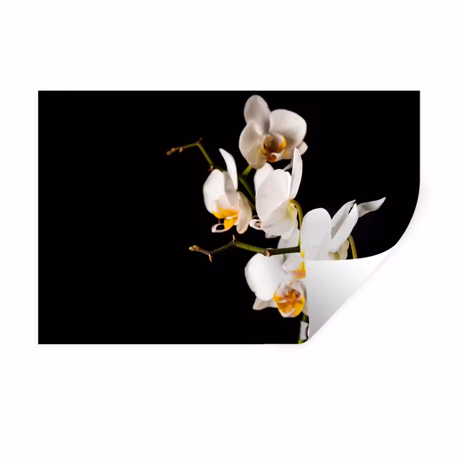 Muursticker - Orchidee - Bloemen - Planten - Botanisch — 1