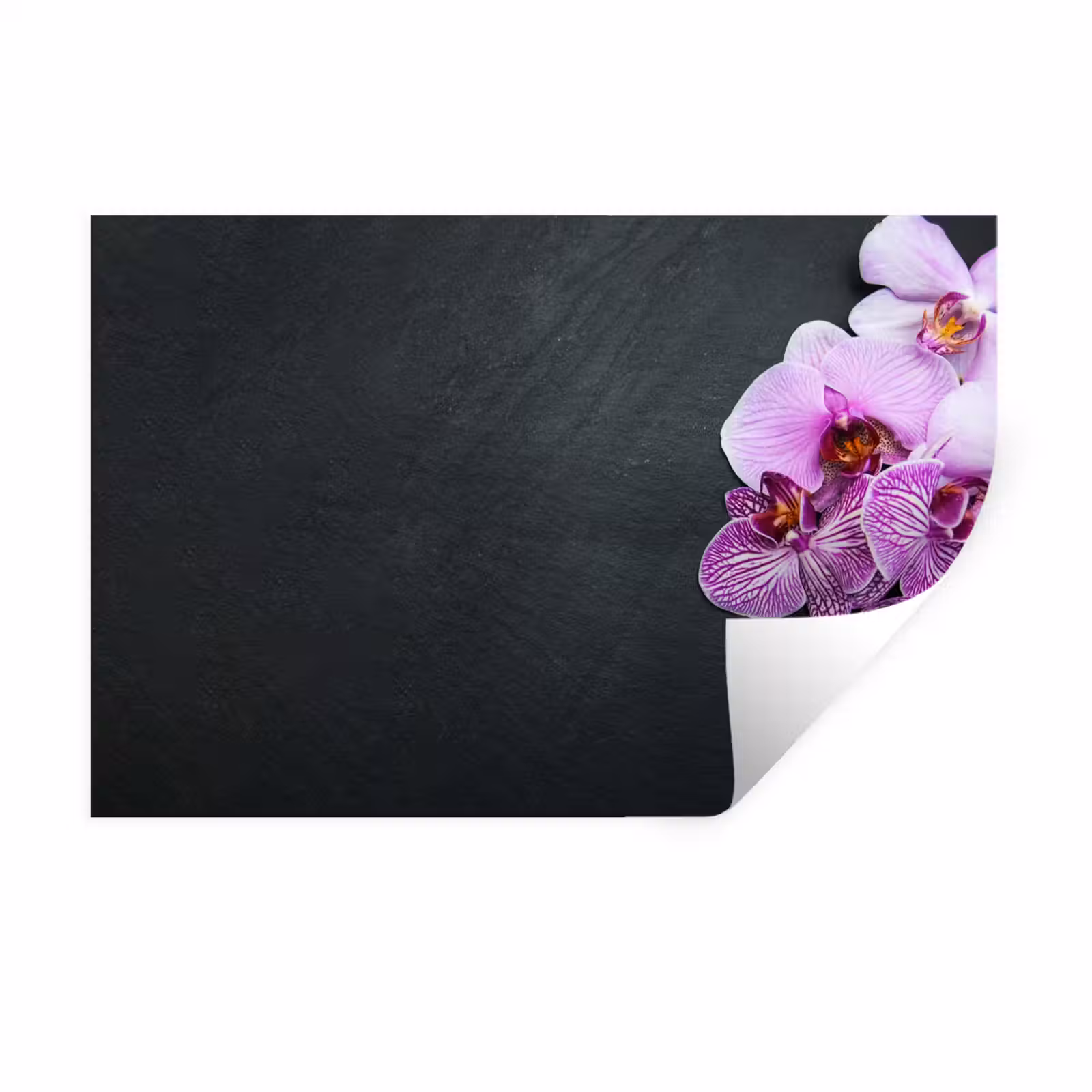 Muursticker - Orchidee - Bloemen - Roze - Flora — 1