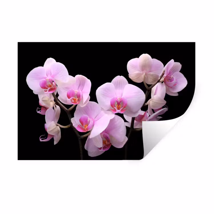 Muursticker - Orchidee - Bloemen - Roze - Flora — 1