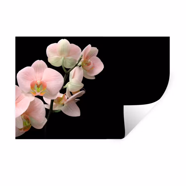 Muursticker - Orchidee - Bloemen - Roze - Stilleven - Flora — 1