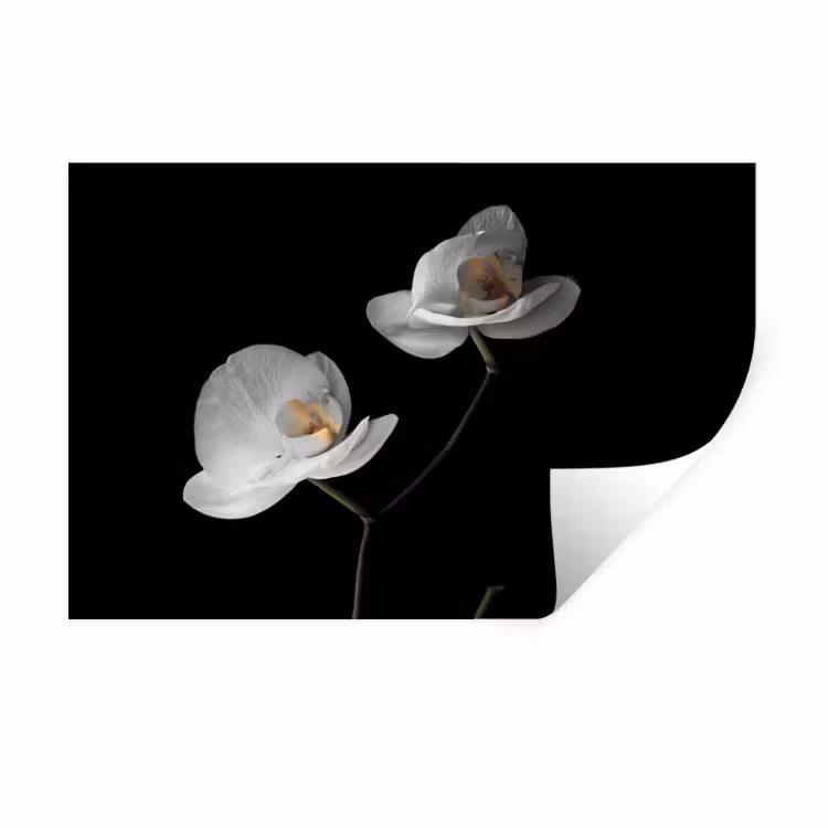 Muursticker - Orchidee - Bloemen - Zwart - Wit - Stilleven — 1