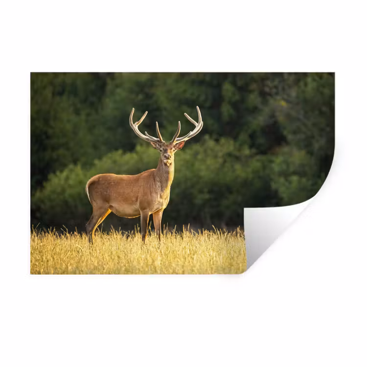 Muursticker - Hert - Gewei - Gras - Natuur - Dieren - Groen — 1