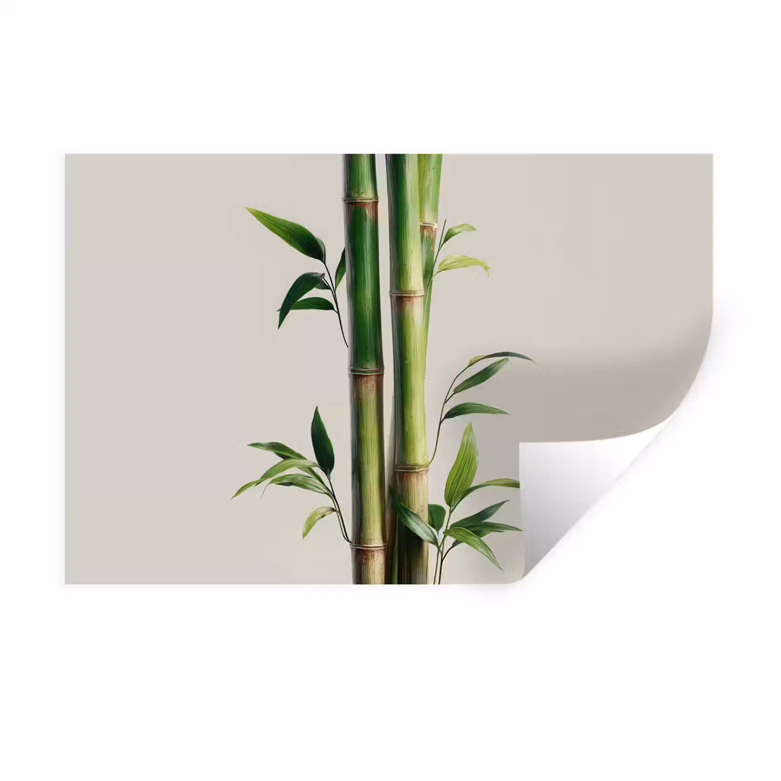 Muursticker - Bamboestengels - Sierlijk - Groen — 1