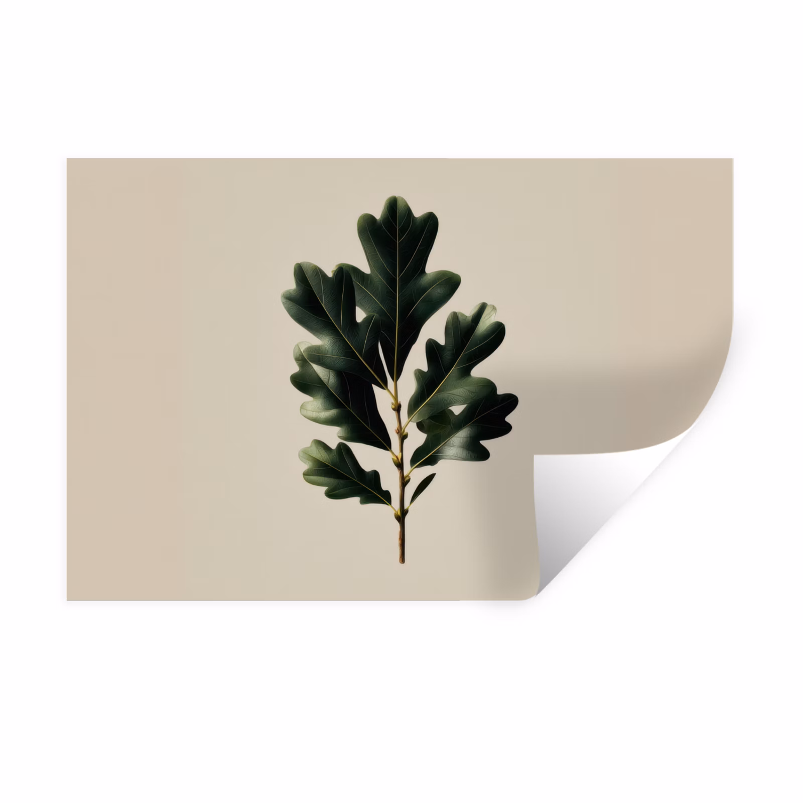Muursticker - Eikenbladeren - Beige - Groen - Golvende randen — 1