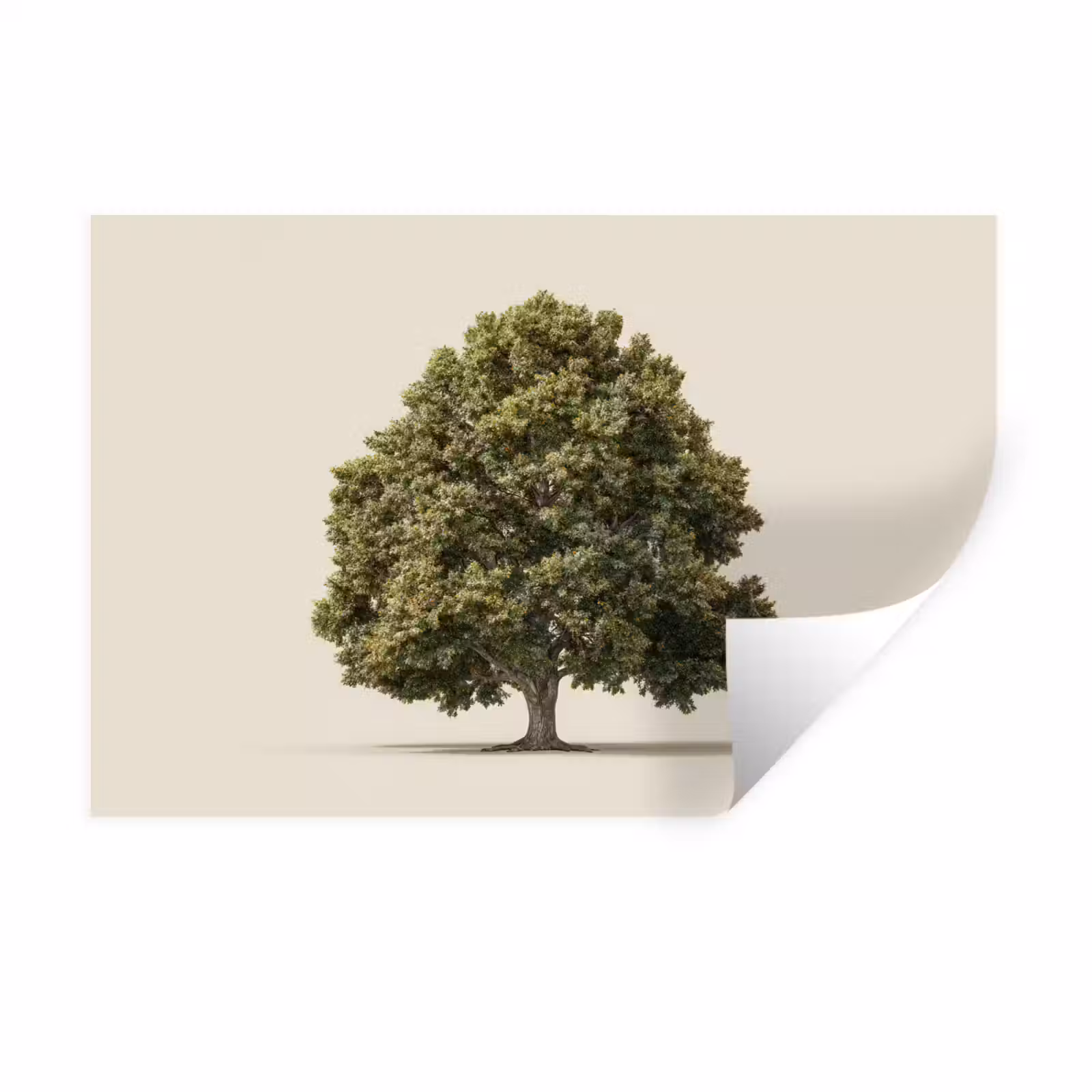 Muursticker - Eikenboom - Groen - Lichte achtergrond — 1
