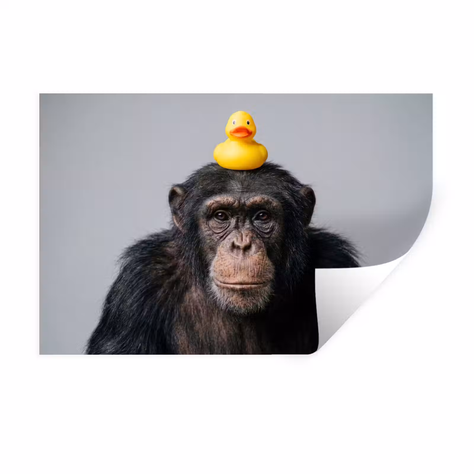 Muursticker - Chimpansee - Badeend - Grijs — 1