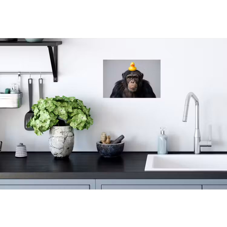 Muursticker - Chimpansee - Badeend - Grijs — 2