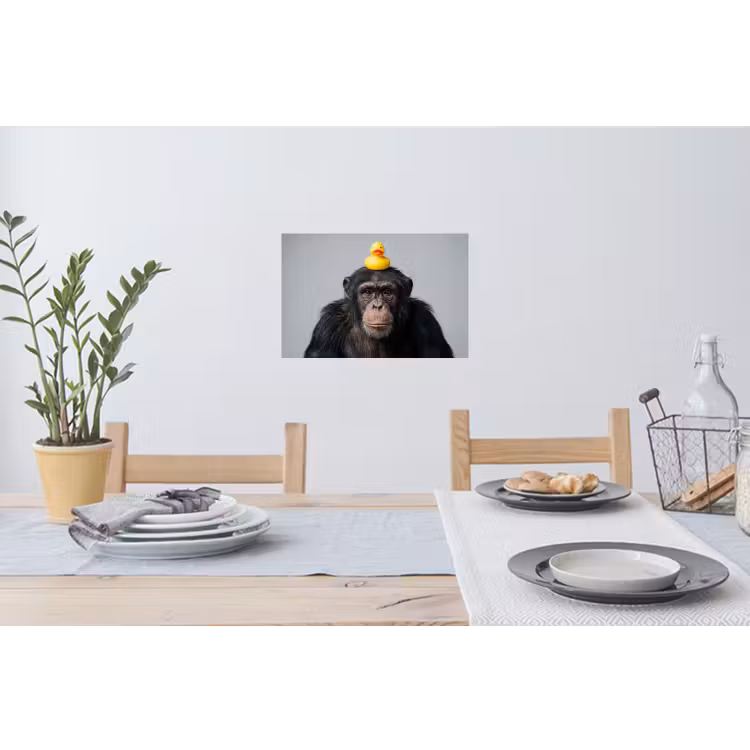 Muursticker - Chimpansee - Badeend - Grijs — 3