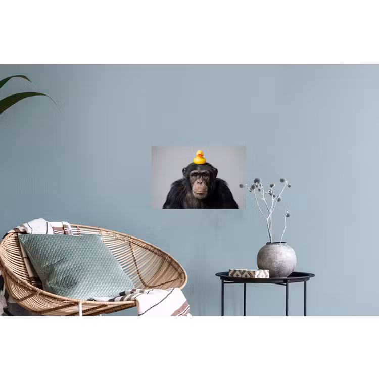 Muursticker - Chimpansee - Badeend - Grijs — 4