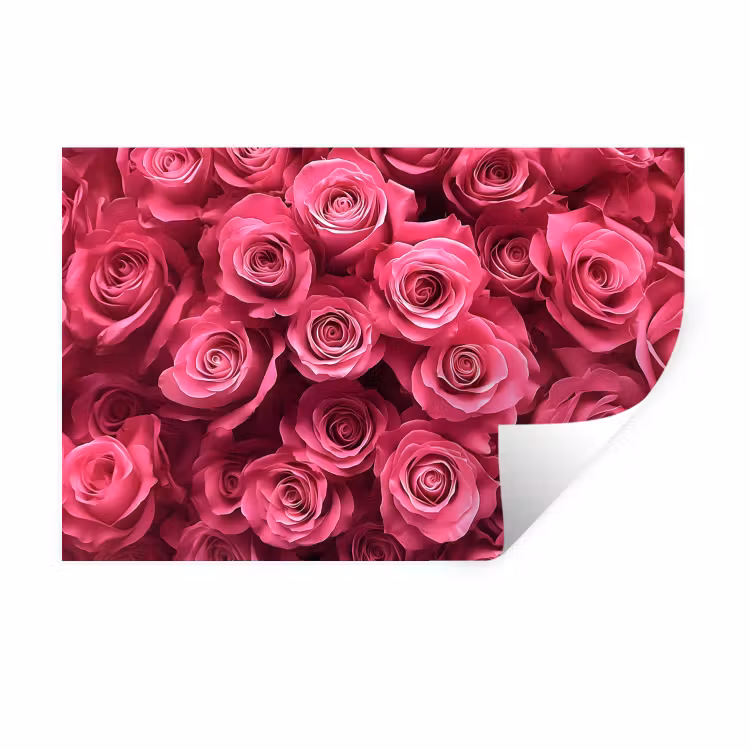 Muursticker - Rozen - Pink - Bloem — 1