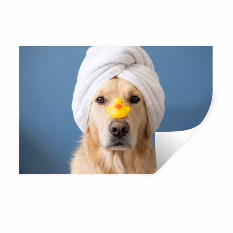 Muursticker - Hond - Badeend - Geel — 1