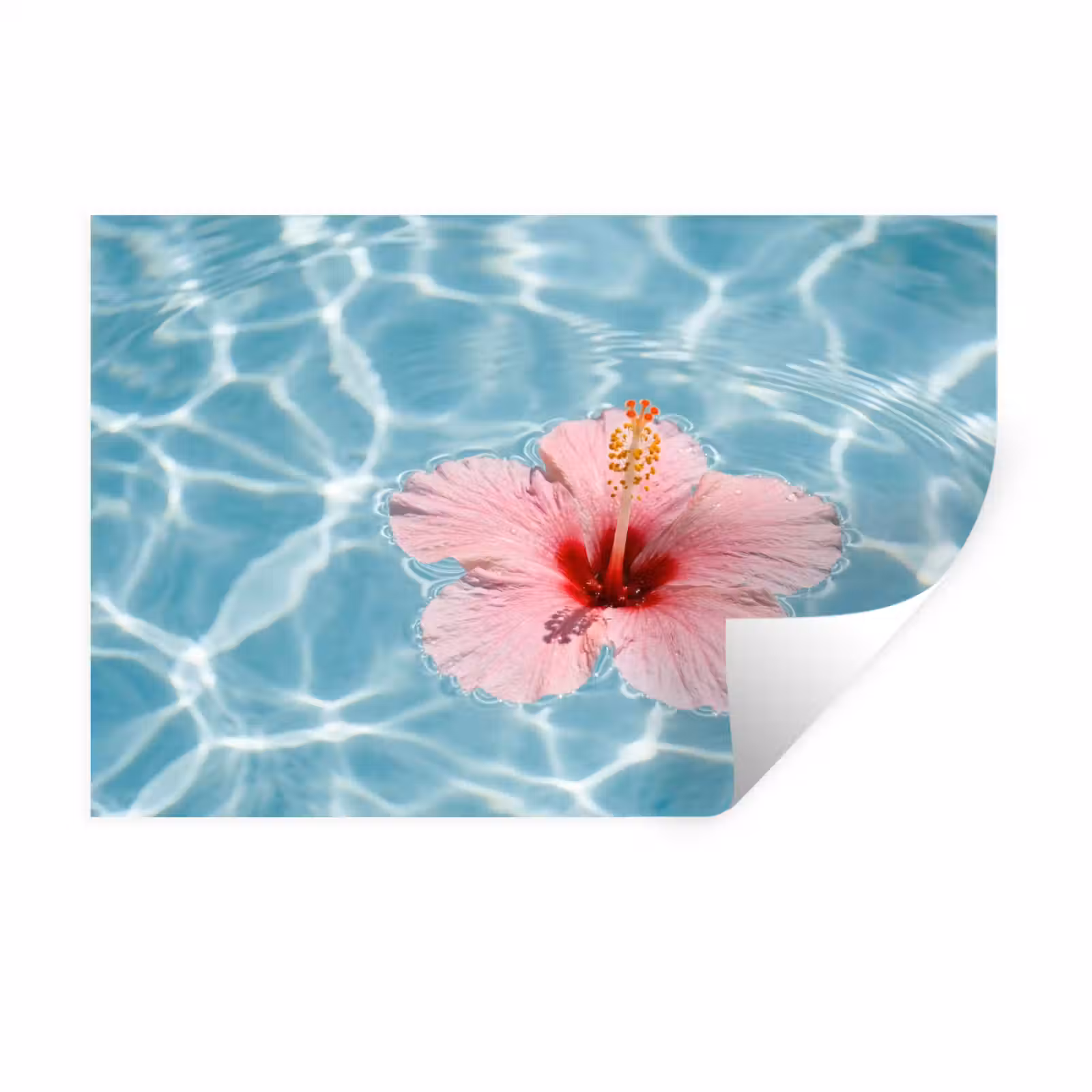 Muursticker - Hibiscus - Water - Roze — 1