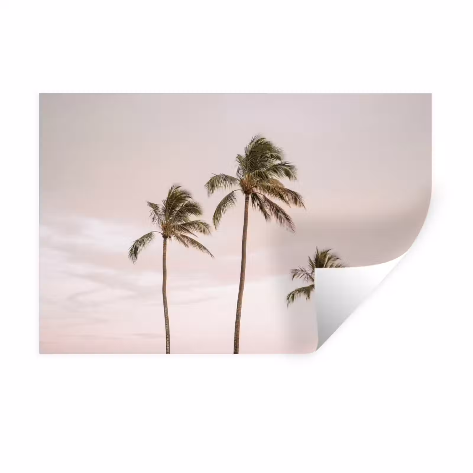 Muursticker - Palmbomen - Zonsondergang - Roze — 1