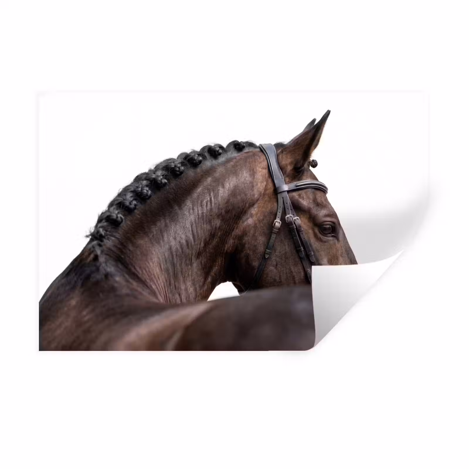 Muursticker - Portret - Paard - Elegant — 1