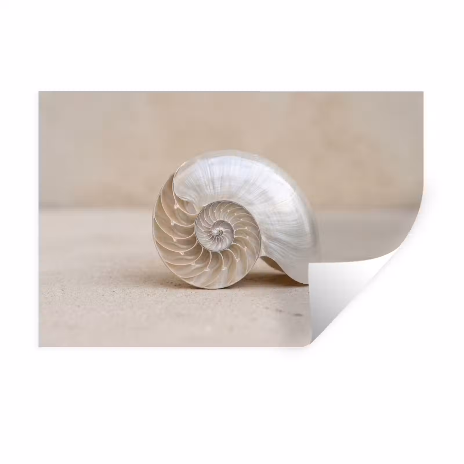 Muursticker - Schelp - Spiraal - Beige — 1