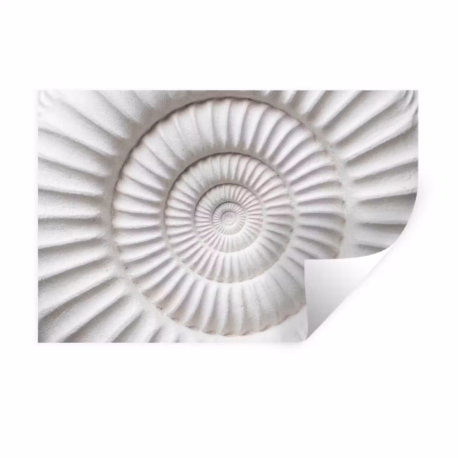 Muursticker - Schelp - Spiraal - Wit — 1