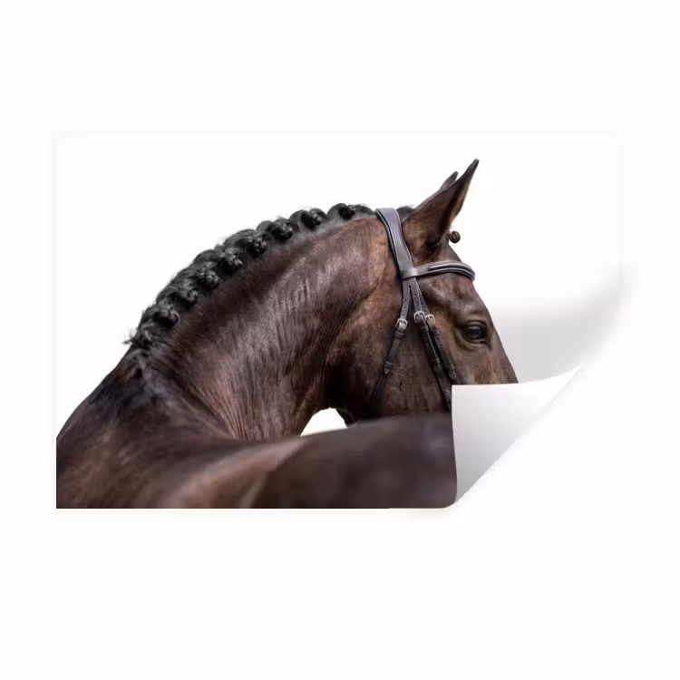 Muursticker - Portret - Paard - Elegant — 1