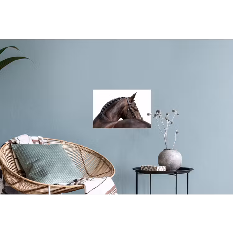 Muursticker - Portret - Paard - Elegant — 4