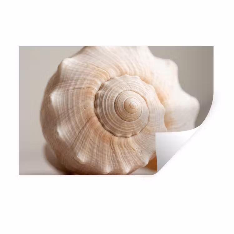 Muursticker - Schelp - Detail - Beige — 1