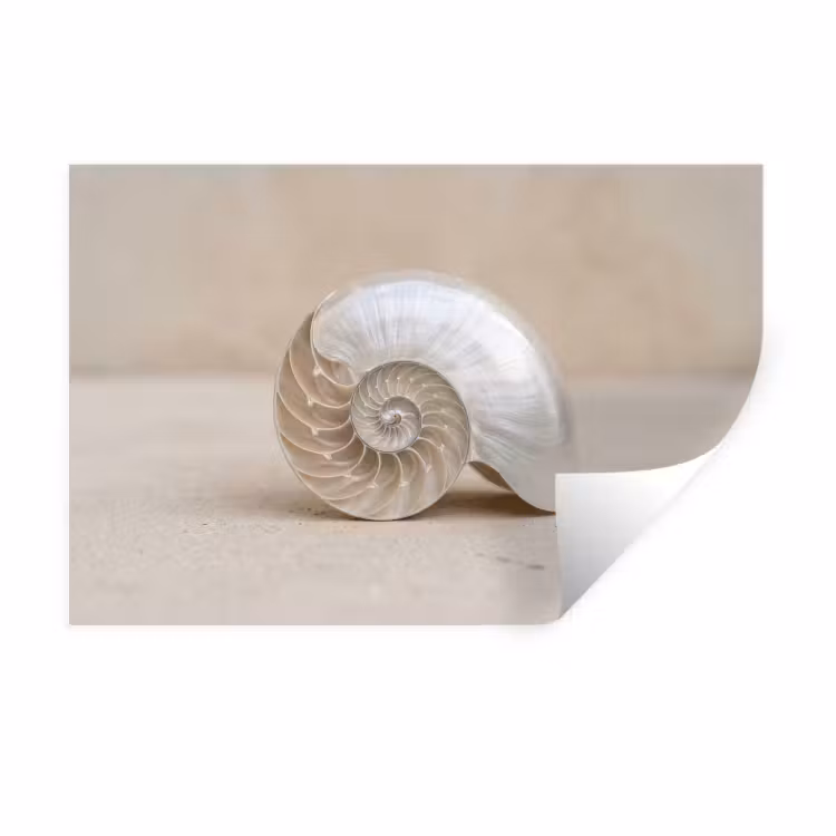 Muursticker - Schelp - Spiraal - Beige — 1
