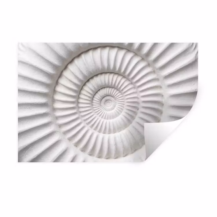 Muursticker - Schelp - Spiraal - Wit — 1