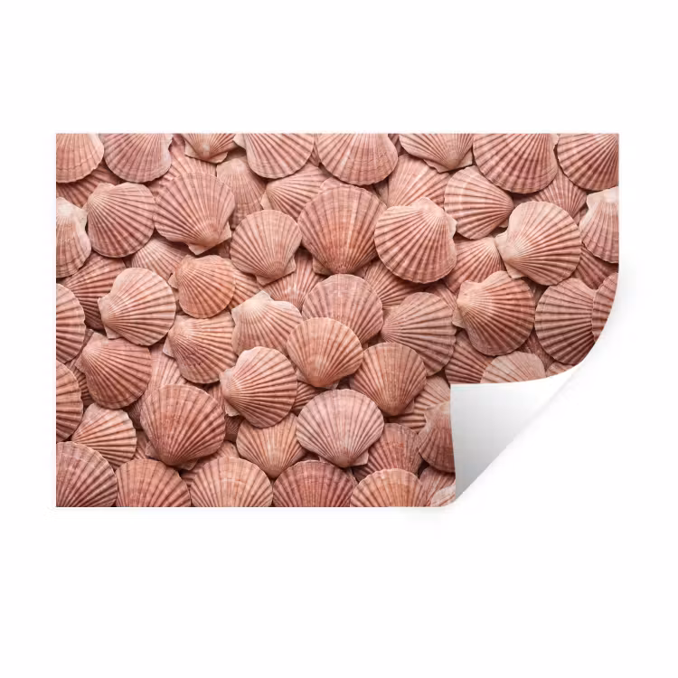Muursticker - Schelpen - Patroon - Roze — 1