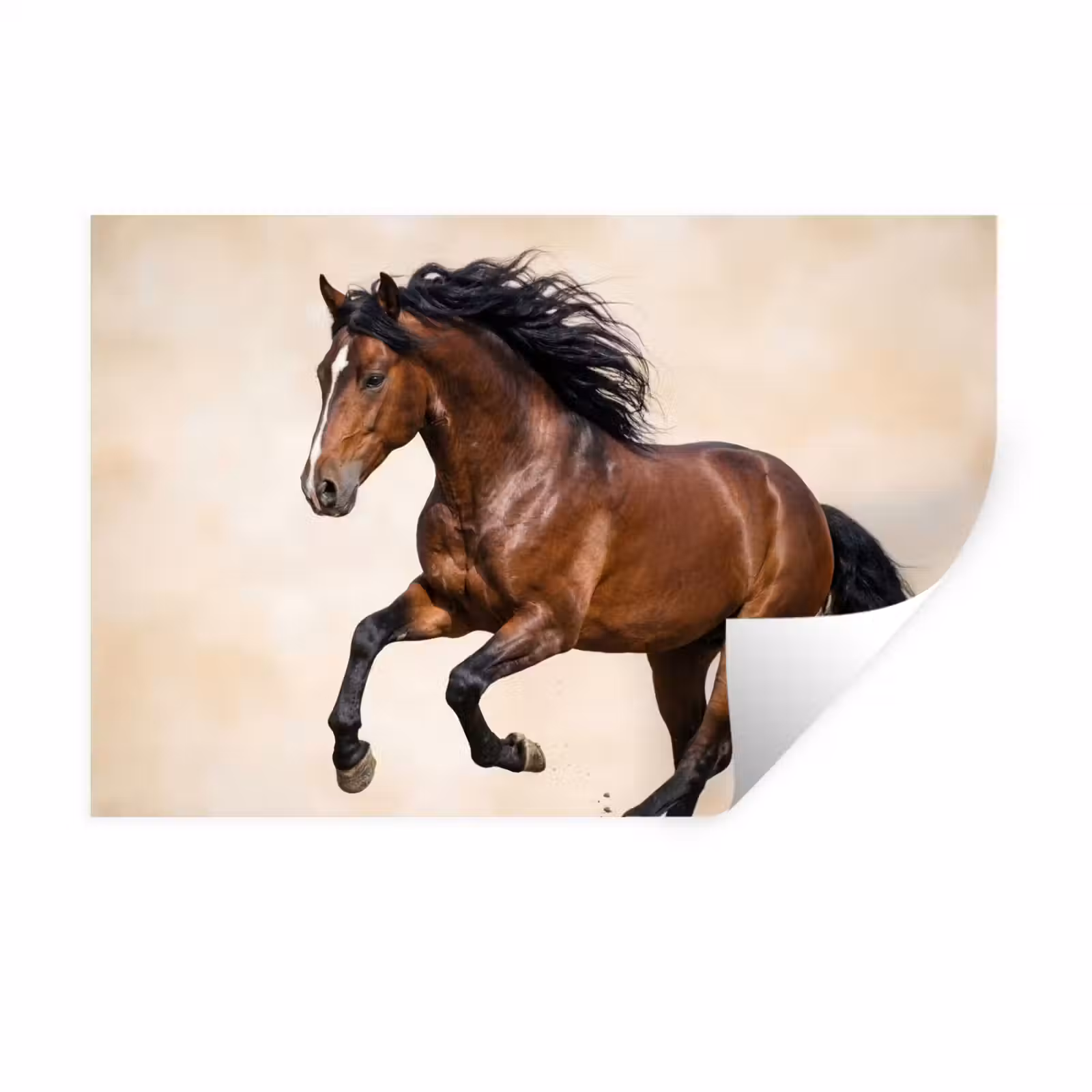 Muursticker - Paard - Galop - Energie — 1
