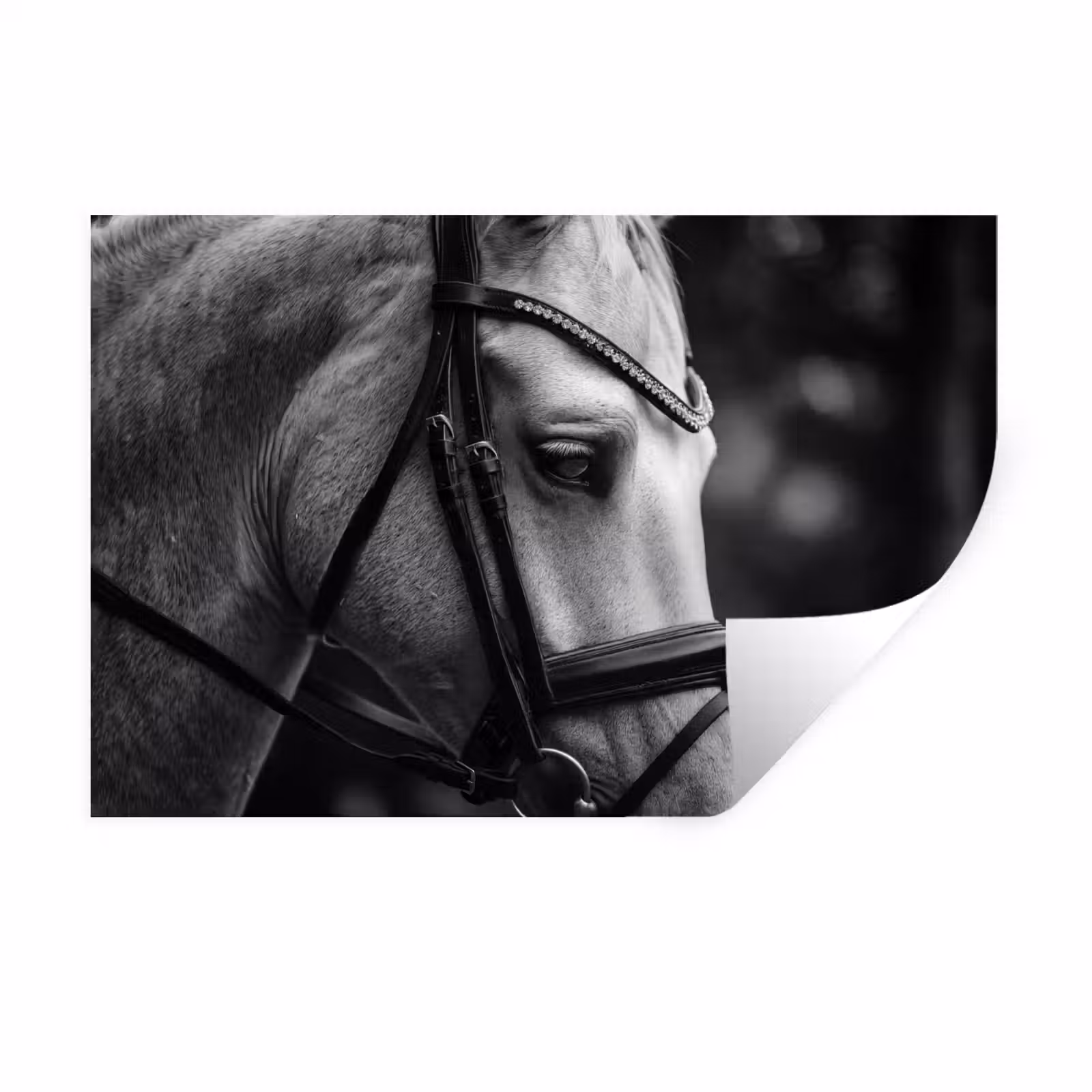 Muursticker - Paard - Schimmel - Portret — 1