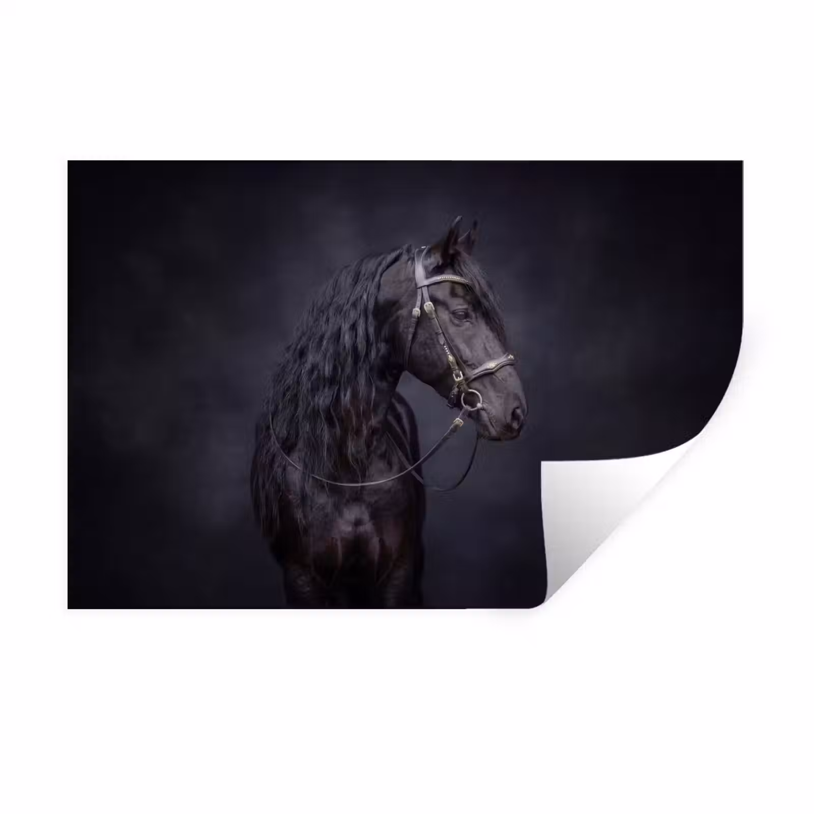 Muursticker - Portret - Paard - Donker — 1