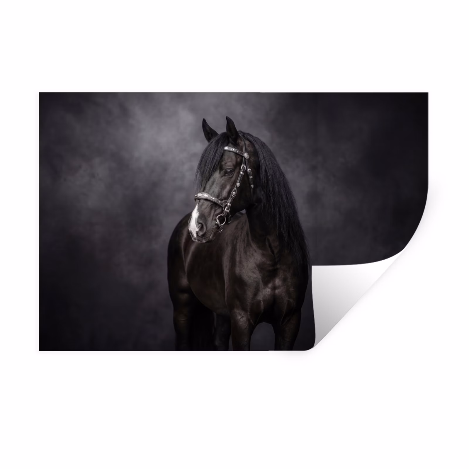 Muursticker - Portret - Paard - Zwart — 1
