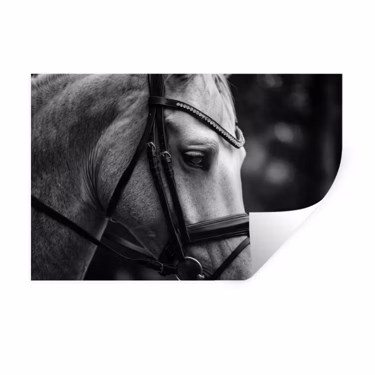 Muursticker - Paard - Schimmel - Portret — 1