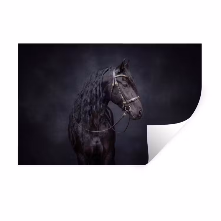 Muursticker - Portret - Paard - Donker — 1