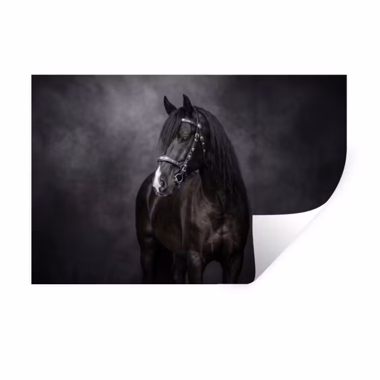Muursticker - Portret - Paard - Zwart — 1