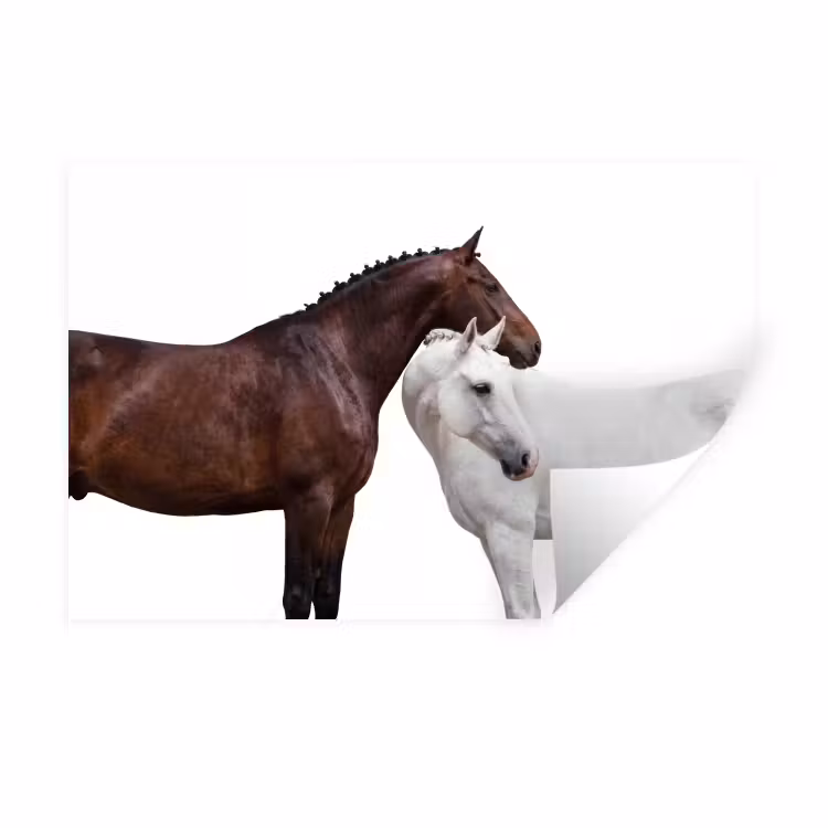 Muursticker - Paard - Modern - Balans — 1