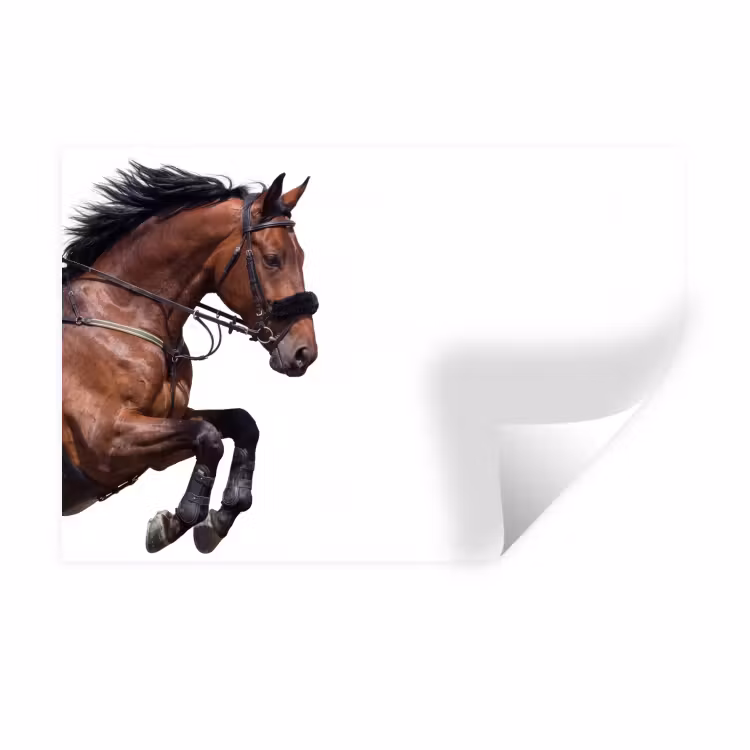 Muursticker - Paard - Springen - Modern — 1