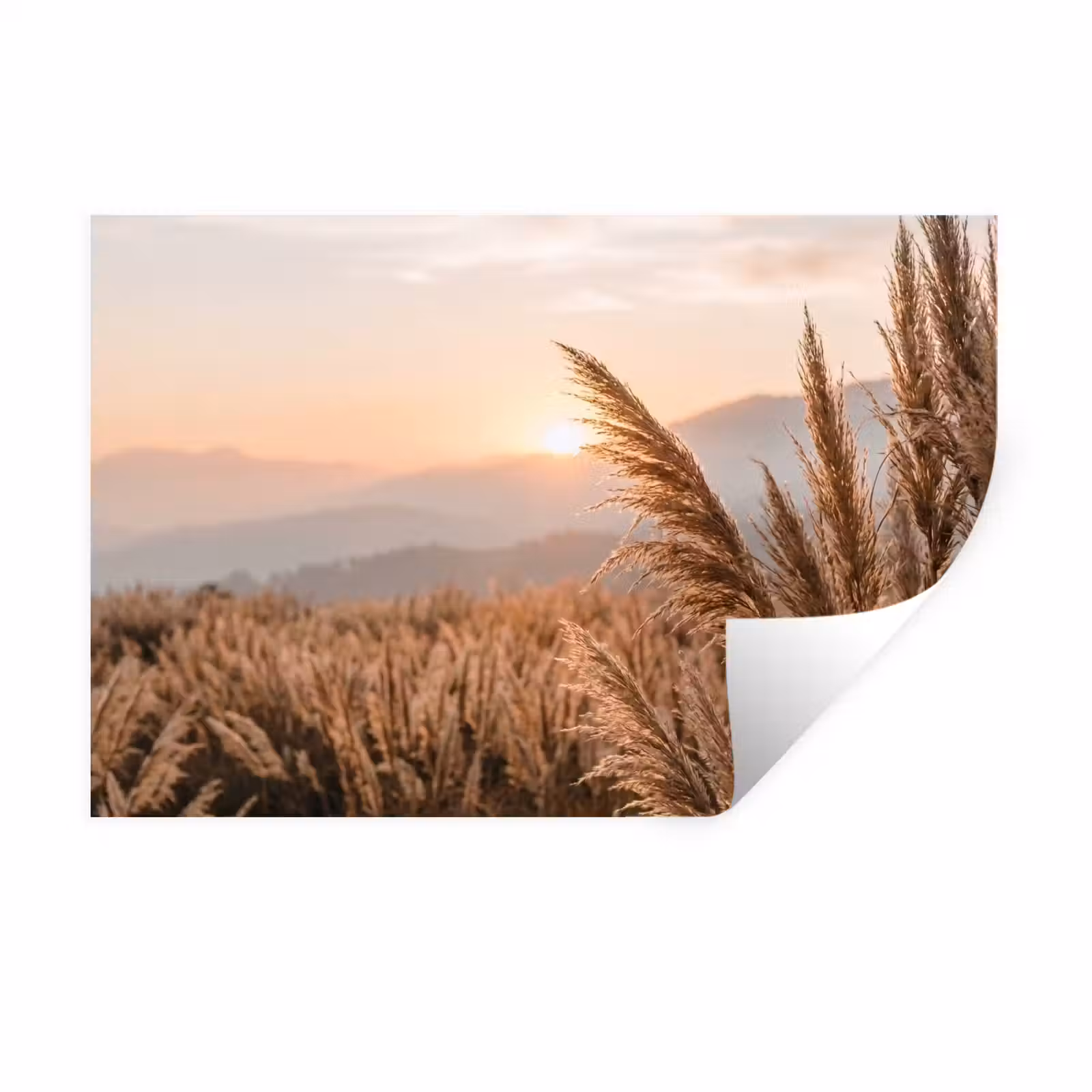 Muursticker - Gras - Veld - Zon - Natuur — 1