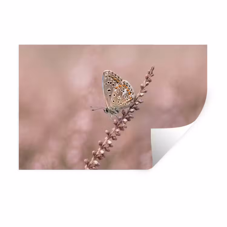 Muursticker - Lavendel - Vlinder - Paars — 1