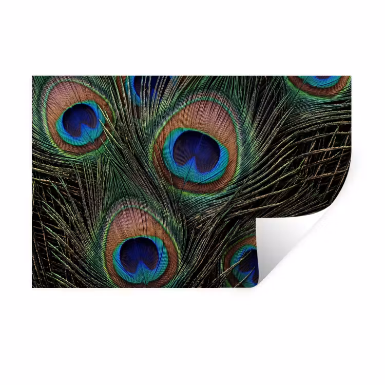 Muursticker - Pauwenveren - Klassiek - Groen — 1