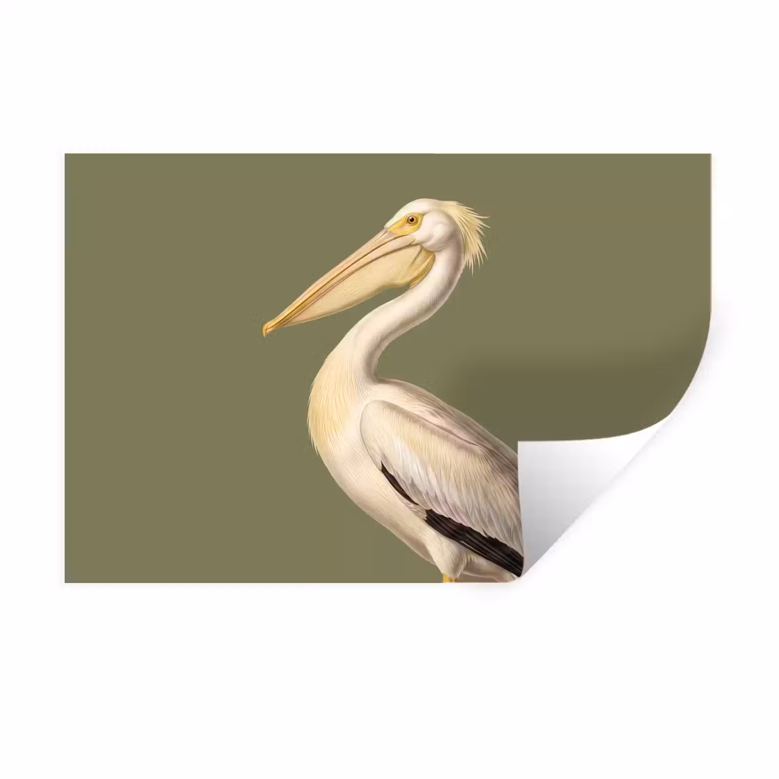 Muursticker - Pelikaan - Wit - Vogel - Klassiek - Natuur — 1