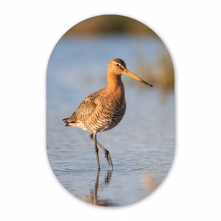 Muurovaal - Kunststof - Vogel - Steltloper - Water - Natuur — 3