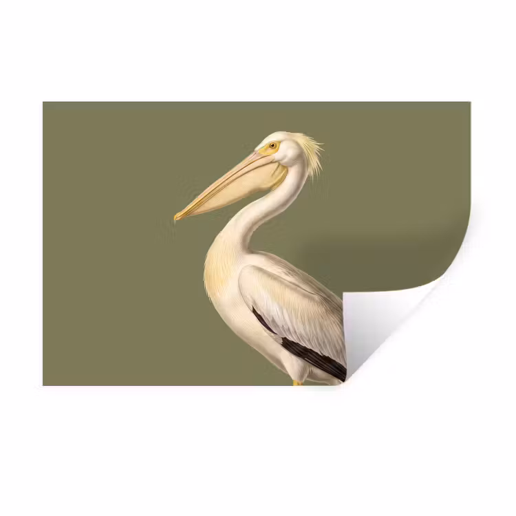 Muursticker - Pelikaan - Wit - Vogel - Klassiek - Natuur — 1