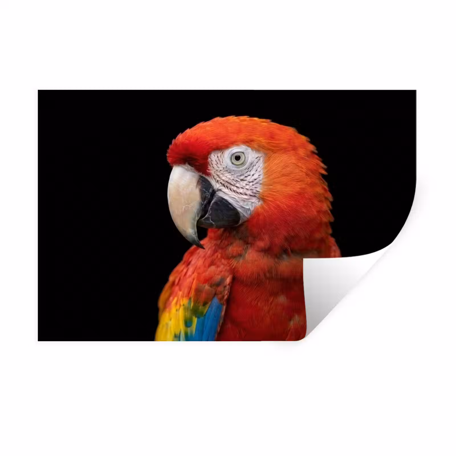 Muursticker - Ara - Portret - Rood — 1