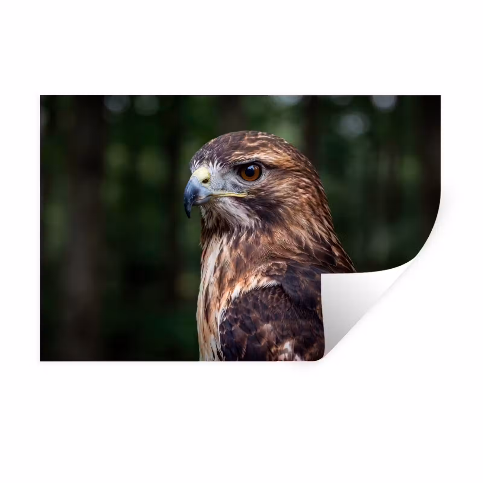 Muursticker - Buizerd - Roofvogel - Natuur - Bruin — 1