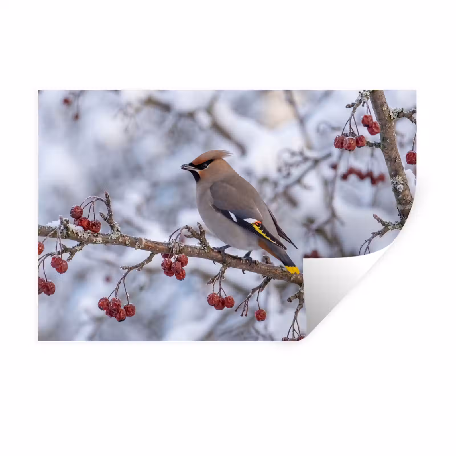 Muursticker - Pestvogel - Bessen - Winter - Natuur — 1