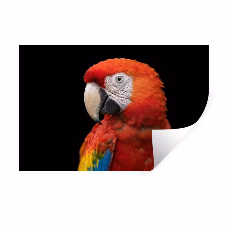 Muursticker - Ara - Portret - Rood — 1
