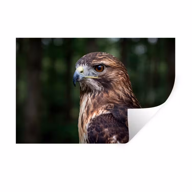 Muursticker - Buizerd - Roofvogel - Natuur - Bruin — 1
