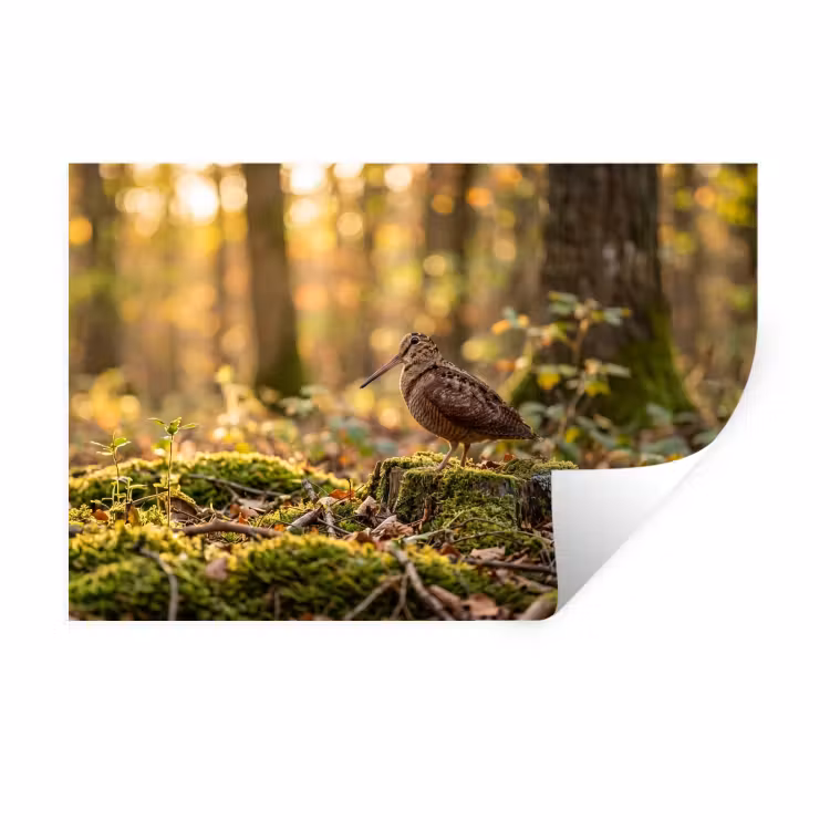 Muursticker - Houtsnip - Bos - Bladeren - Herfst - Gecamoufleerd — 1