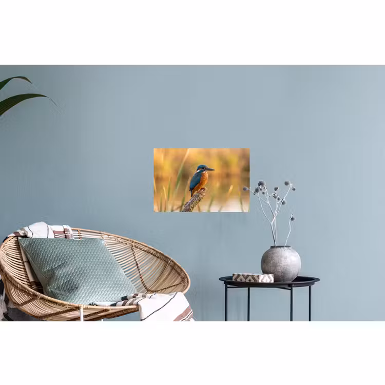 Muursticker - IJsvogel - Tak - Water - Kleurrijk - Levendig — 4